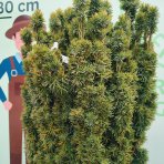 Tis obyčajný (Taxus baccata) ´DAVID´ - výška 130-150 cm, kont. C55L